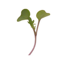 Micro-greens, Hydroponic, Organically Grown