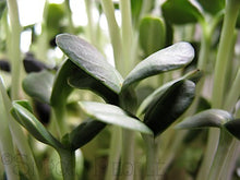 Micro-greens, Hydroponic, Organically Grown