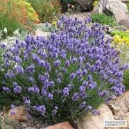 Lavender Herb
