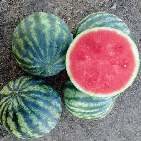 Watermelon - Red Mini Seedless